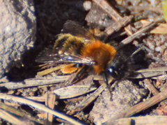 Euandrena