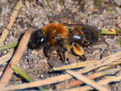 Euandrena
