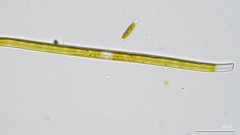 Stenopterobia sigmatella