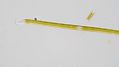 Stenopterobia sigmatella