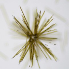 Stenopterobia sigmatella