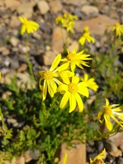 Senecio pinnatifolius alpinus