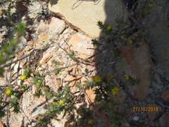 Aspalathus retroflexa