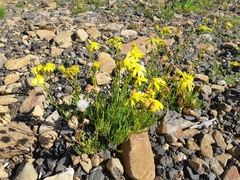 Senecio pinnatifolius alpinus