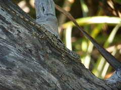 Hemidactylus mercatorius