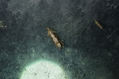 Strepsicrates ejectana