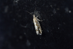 Strepsicrates ejectana