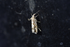 Strepsicrates ejectana