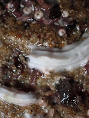 Spirobranchus lamarcki