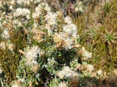 Olearia obcordata