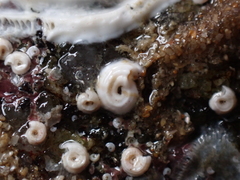 Spirorbis tridentatus