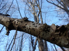 Diatrype disciformis