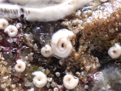 Spirorbis tridentatus