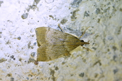 Uresiphita maorialis
