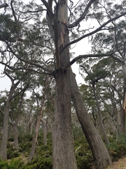 Eucalyptus delegatensis