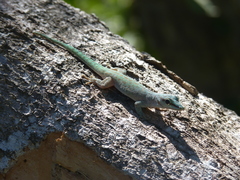 Phelsuma abbotti chekei