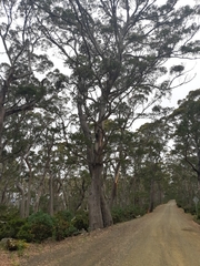 Eucalyptus delegatensis