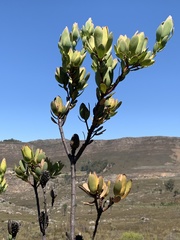 Leucadendron discolor