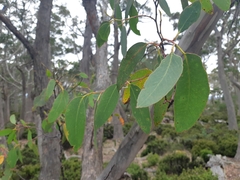 Eucalyptus delegatensis