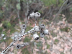 Eucalyptus delegatensis