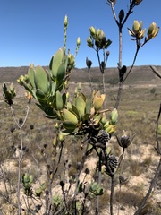 Leucadendron discolor