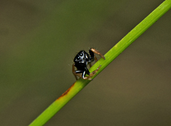 Zenodorus orbiculatus