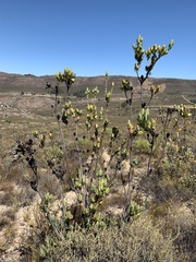 Leucadendron discolor