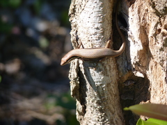 Trachylepis gravenhorstii