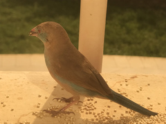 Uraeginthus bengalus