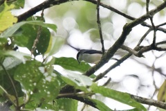 Pteruthius aeralatus