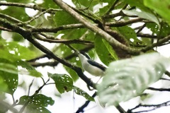 Pteruthius aeralatus