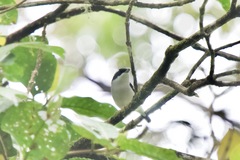 Pteruthius aeralatus