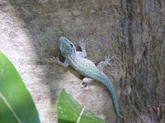 Phelsuma abbotti chekei
