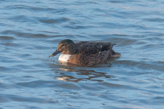 Anas platyrhynchos domesticus