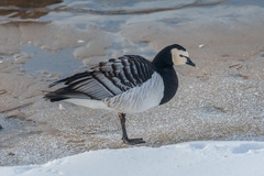 Branta leucopsis