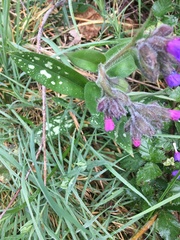 Pulmonaria longifolia