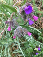 Pulmonaria longifolia