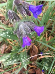 Pulmonaria longifolia