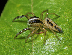 Mopsolodes australensis