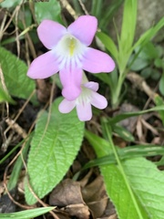Streptocarpus roseoalbus