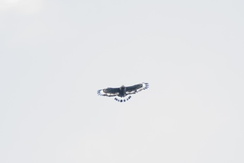 Mountain Serpent Eagle (Spilornis kinabaluensis), photo 6