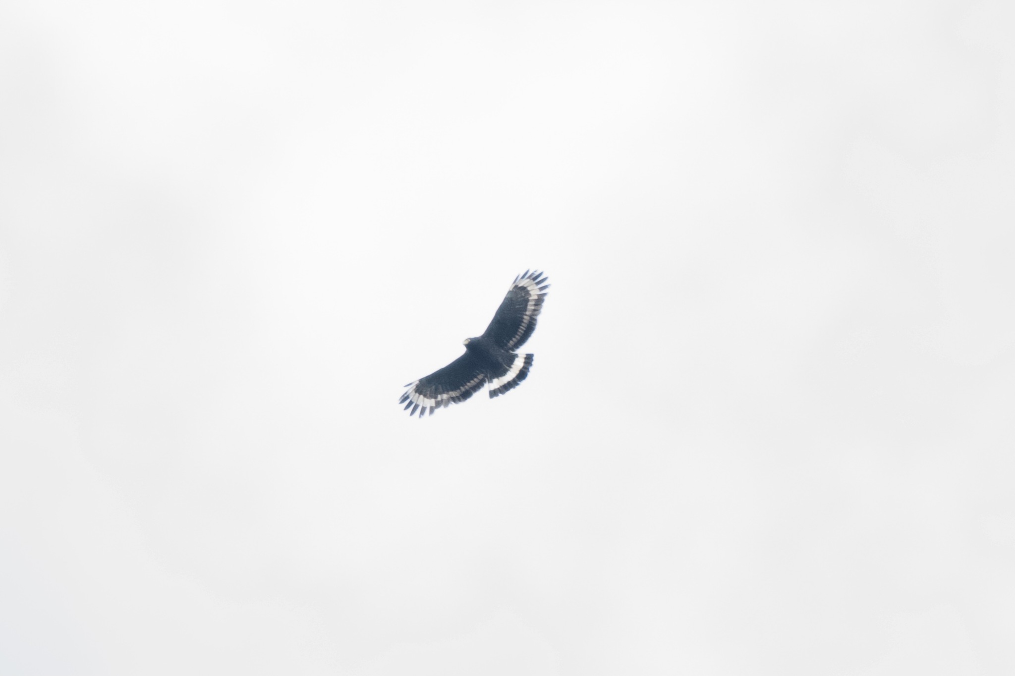 Mountain Serpent Eagle (Spilornis kinabaluensis), photo 3
