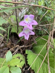 Streptocarpus roseoalbus