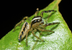 Mopsolodes australensis