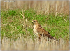 Buteo rufinus cirtensis