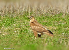 Buteo rufinus cirtensis