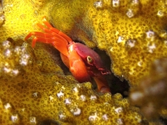 Quadrella boopsis