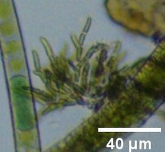 Microthamnion