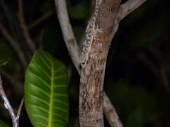 Hemidactylus mercatorius