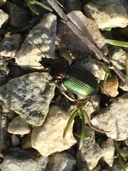 Poecilus kugelanni